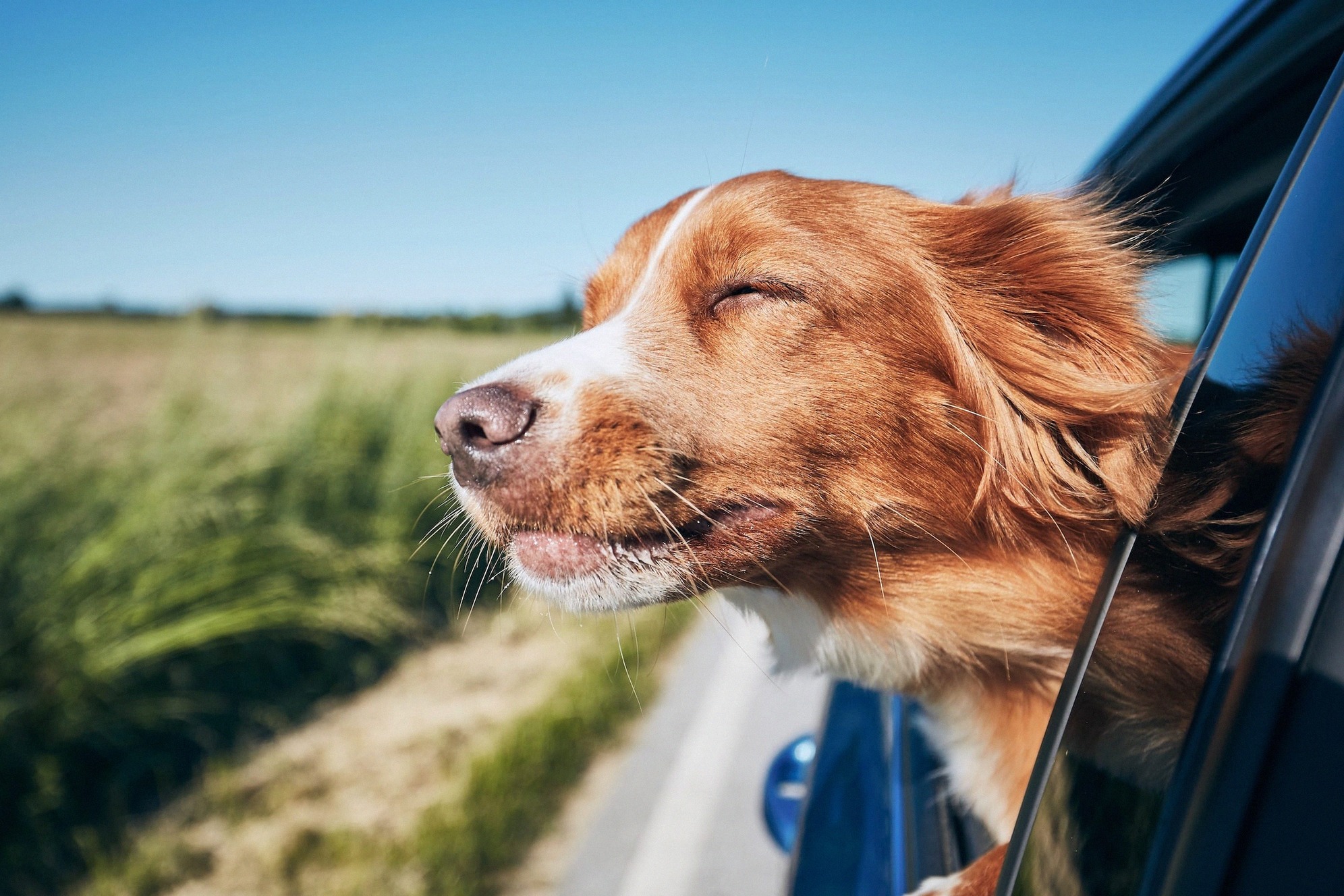 Ein Hund streckt während der Autofahrt den Kopf aus dem geöffneten Seitenfenster